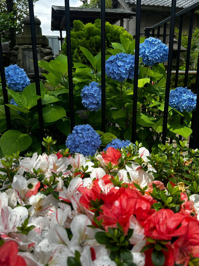 東京白山神社 | 繡球花的絕美盛宴