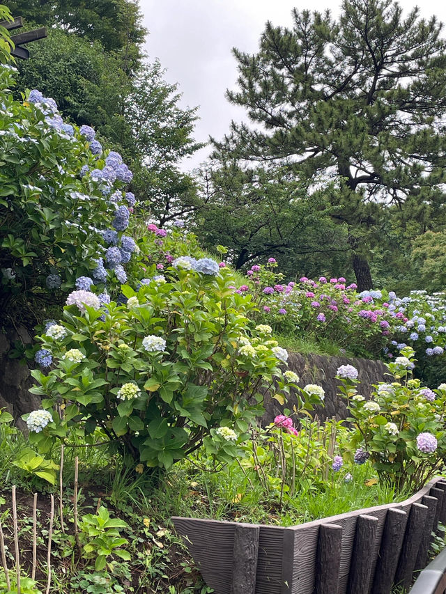 東京賞繡球花 | 多摩川台公園祕境