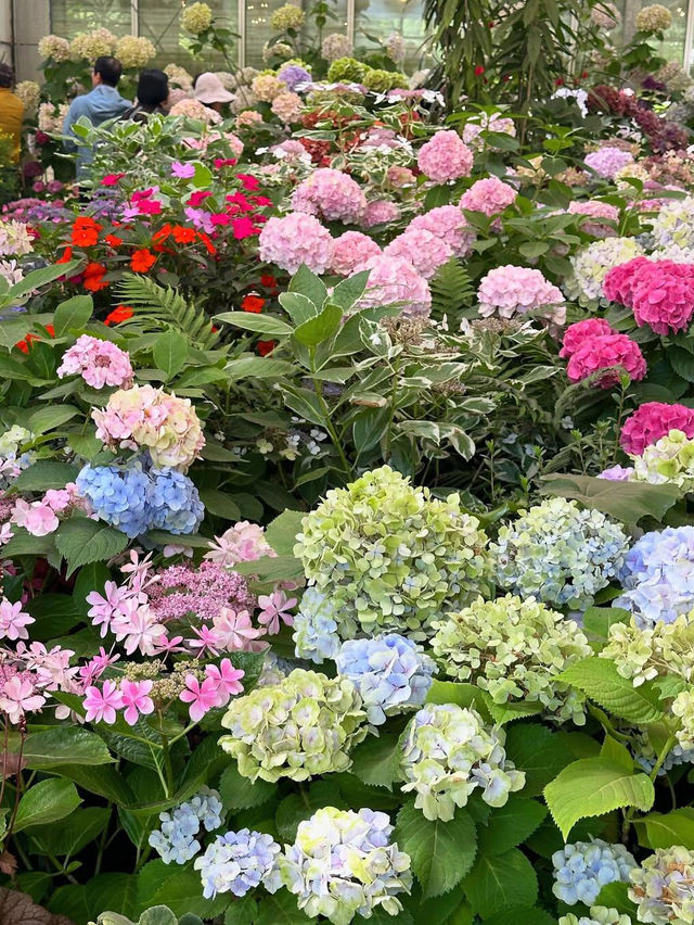 💙濟州島夏日限定｜闖入莫奈筆下的繡球花海仙境！