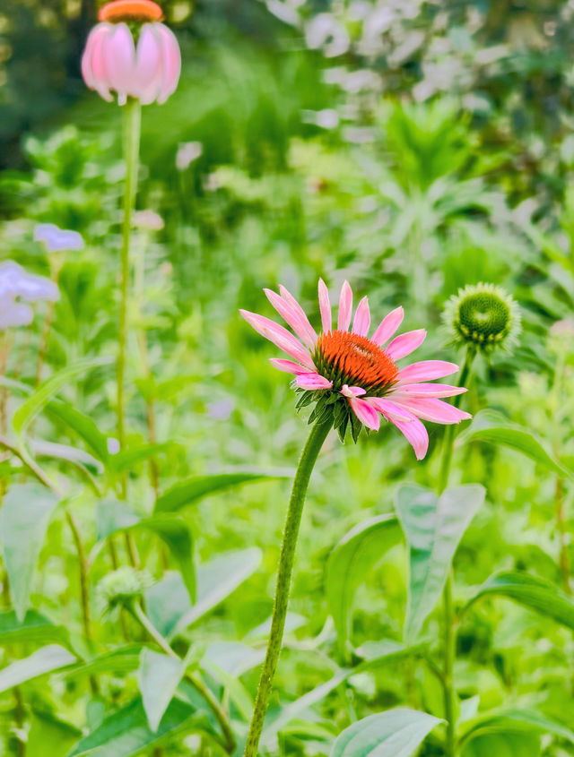 陽光下花嘅浪漫係盛夏嘅饋贈
