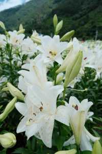 福州限定浪漫！呢片高過人嘅百合花海藏唔住啦～