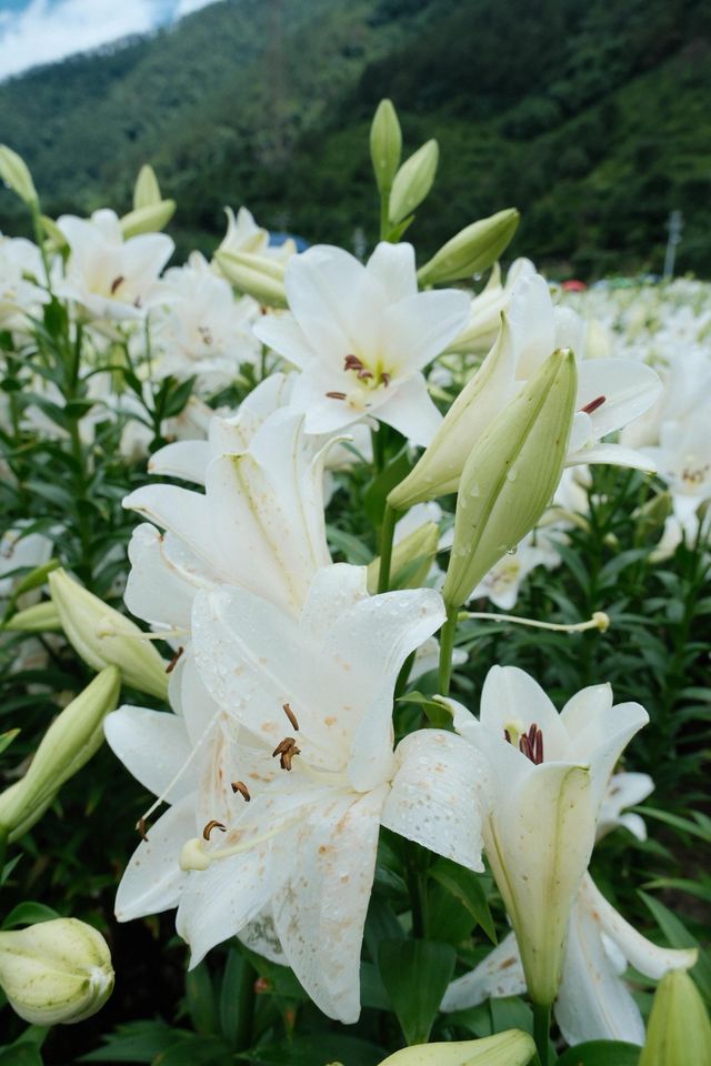 福州限定浪漫！呢片高過人嘅百合花海藏唔住啦～
