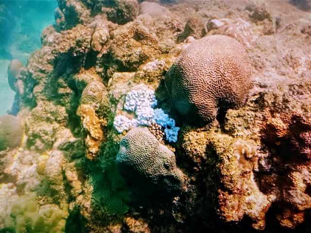 Diving into Paradise: Your Ultimate Davao Beach & Snorkel Itinerary