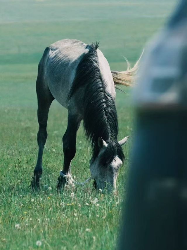 探秘「天下第一曲水」嘅草原奇觀