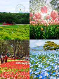 茨城：花海與自然的奇幻之旅