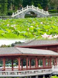 廣州夏日賞荷，人少景靚仲初戀
