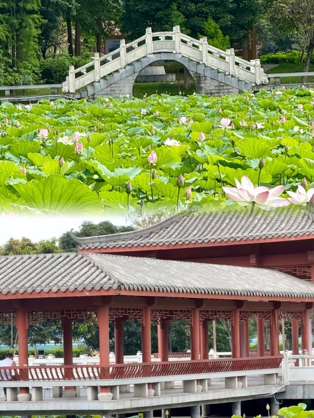 廣州夏日賞荷，人少景靚仲初戀