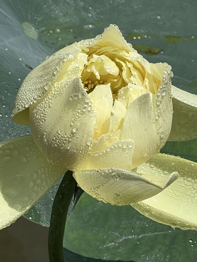 盛夏時節，一定要去一趟廣州蓮花山啊