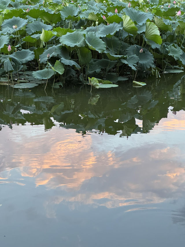 再見呈坎丨微雨過後，小荷輕翻嘅夏日專屬浪漫🪷