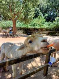 湖州龍之夢動物園全攻略｜親子/情侶/長者遊玩指南
