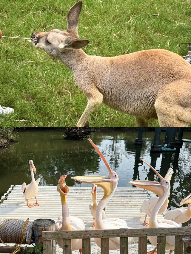 紫清湖野生動物世界 | 國慶遛娃好去處~ 紫清湖野生動物世界 | 國慶遛娃好去處~