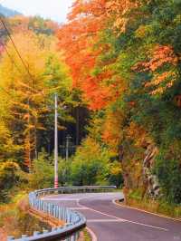 國慶後錯峰遊一定帶父母來看光霧山紅葉
