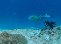 Top Maldives Resort Experience