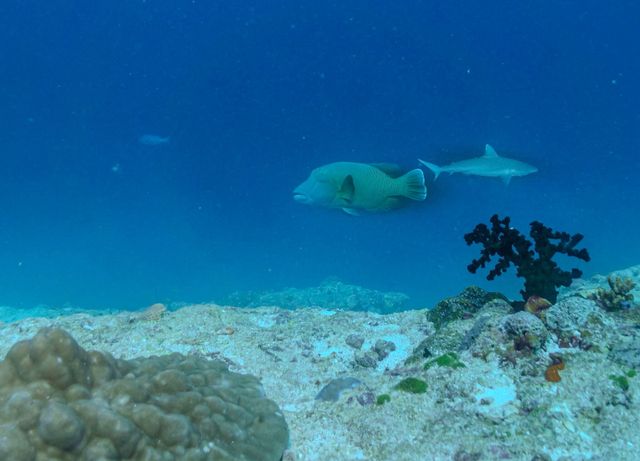 Top Maldives Resort Experience
