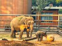 濟南動物園新晉頂流！2個月的小象寶寶必看，治癒一切不開心！