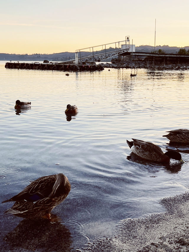 🦆 Lake Taupo’s Secret Duck Pond: A Quirky Waterfront Wonder!