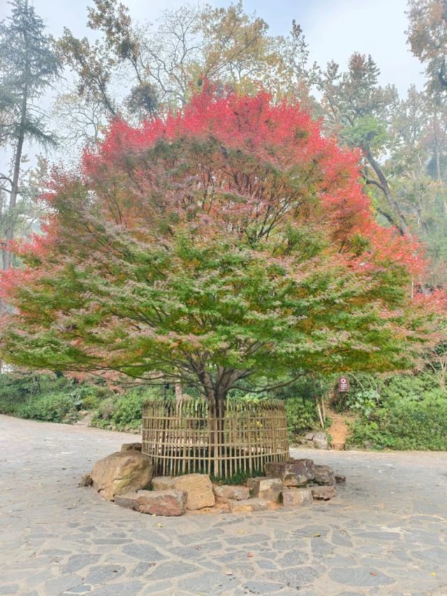長沙｜總要去一次愛晚亭吧絕美紅葉勝地