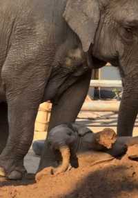 濟南動物園小象圈粉無數