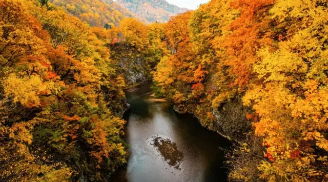 2025 Japan Autumn Foliage Forecast!