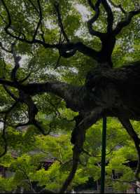 藏在九溪深處的千年禪意：理安寺漫遊記