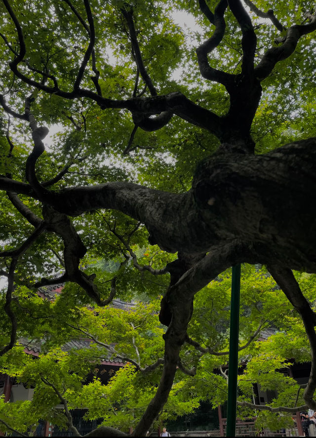 藏在九溪深處的千年禪意：理安寺漫遊記