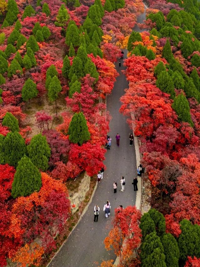 中國北方最美紅葉觀賞地～濟南紅葉谷