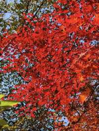 長沙烈士公園｜秋天最像油畫的地方！！ 真的要淪陷在烈士公園的秋天裡了！！ 年嘉湖邊的楓葉從綠漸變到