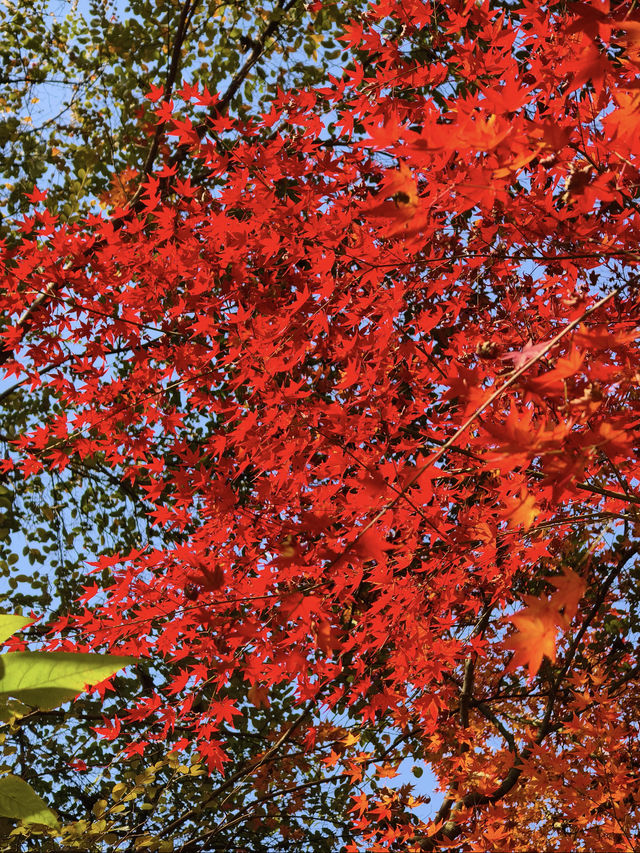 長沙烈士公園｜秋天最像油畫的地方！！ 真的要淪陷在烈士公園的秋天裡了！！ 年嘉湖邊的楓葉從綠漸變到