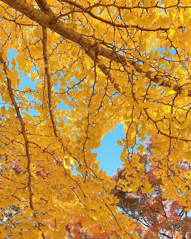 埼玉的北歐秋天！超夢幻姆明主題森林公園