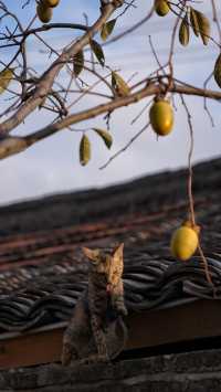 誰懂啊！秋天的快樂是柿子給的