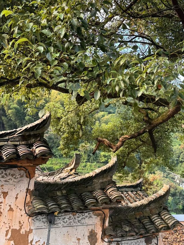 楊家堂村的松陽美學