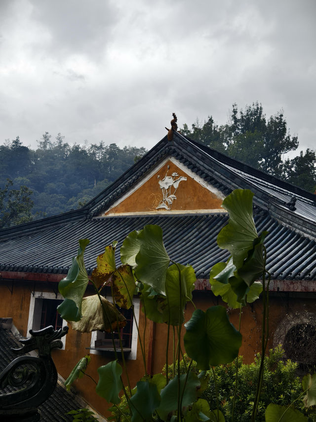 天台山秋意爆表！國清寺秋收盛景等你打卡