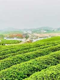 兩大茶園PK！貴州松桃vs廣東潮州，你更愛哪個？