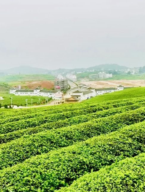 兩大茶園PK！貴州松桃vs廣東潮州，你更愛哪個？