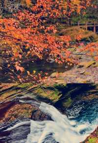 這個季節的黎坪簡直就是童話世界