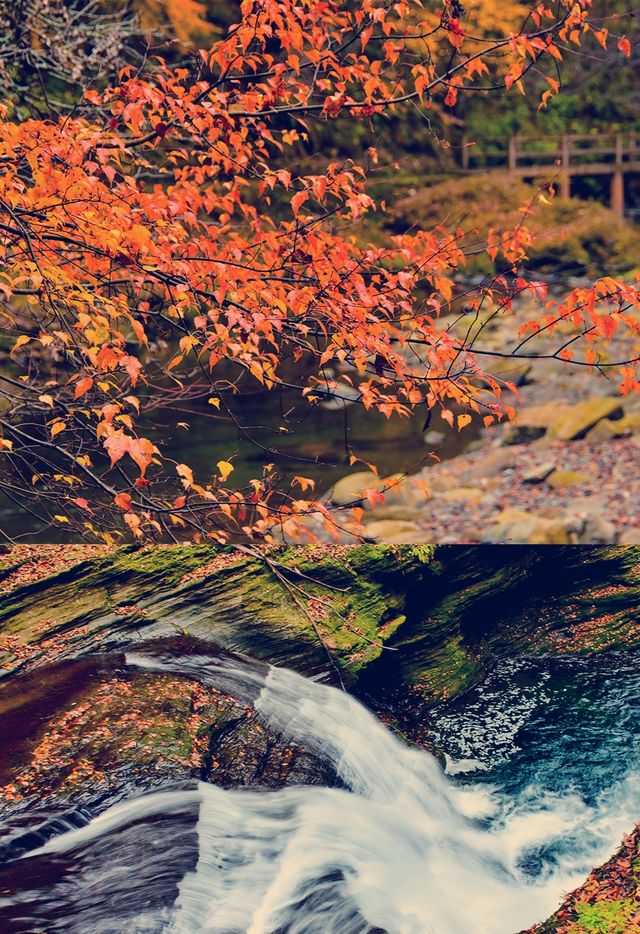 這個季節的黎坪簡直就是童話世界