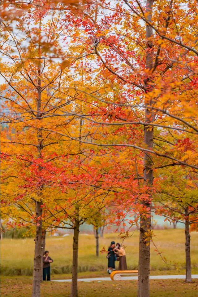 東安湖公園這一處彩林秘境，真的太讓人驚喜了