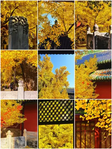 北京千年銀杏王全黃！大覺寺賞秋全攻略