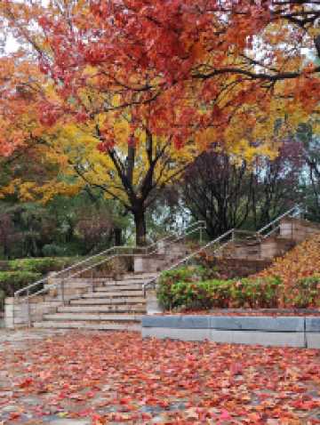 這裡秋風醉紅楓