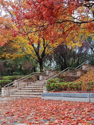 這裡秋風醉紅楓 這裡秋風醉紅楓