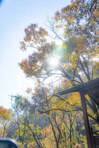 王屋山銀杏攻略|邂逅千年樹冠下的金色秋天