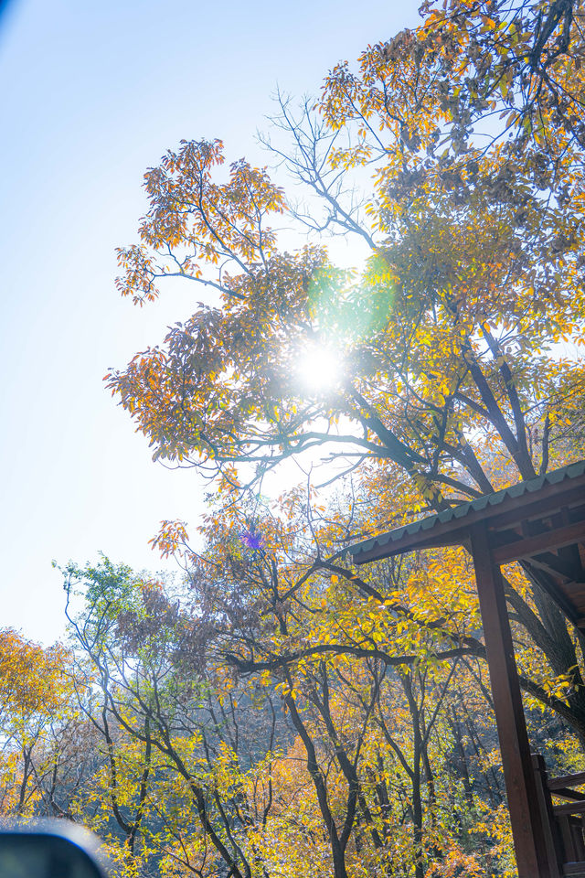 王屋山銀杏攻略|邂逅千年樹冠下的金色秋天 王屋山銀杏攻略|邂逅千年樹冠下的金色秋天