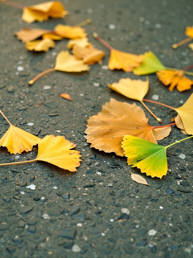 小眾避世！杭州600米海拔的指南村才是江浙滬秋色天花板