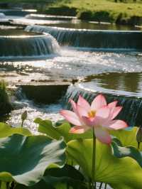 帶娃去沙漠不踩雷！響沙灣蓮花酒店全攻略