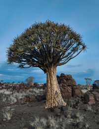 納米比亞絕美箭袋樹公園｜自帶仙氣的拍照天堂