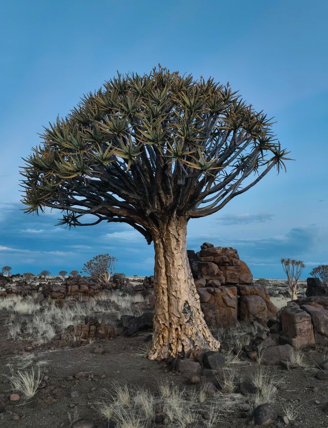 納米比亞絕美箭袋樹公園｜自帶仙氣的拍照天堂