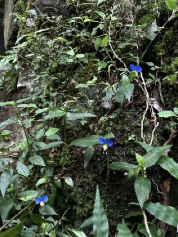 Huangshan｜Anhui locals' own Baizhangji Waterfall