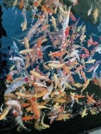 登千年文脈島，賞湖光映古意