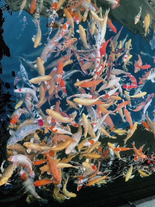 登千年文脈島，賞湖光映古意