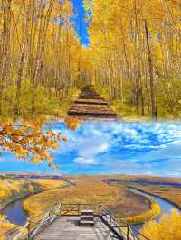 大興安嶺森林探秘